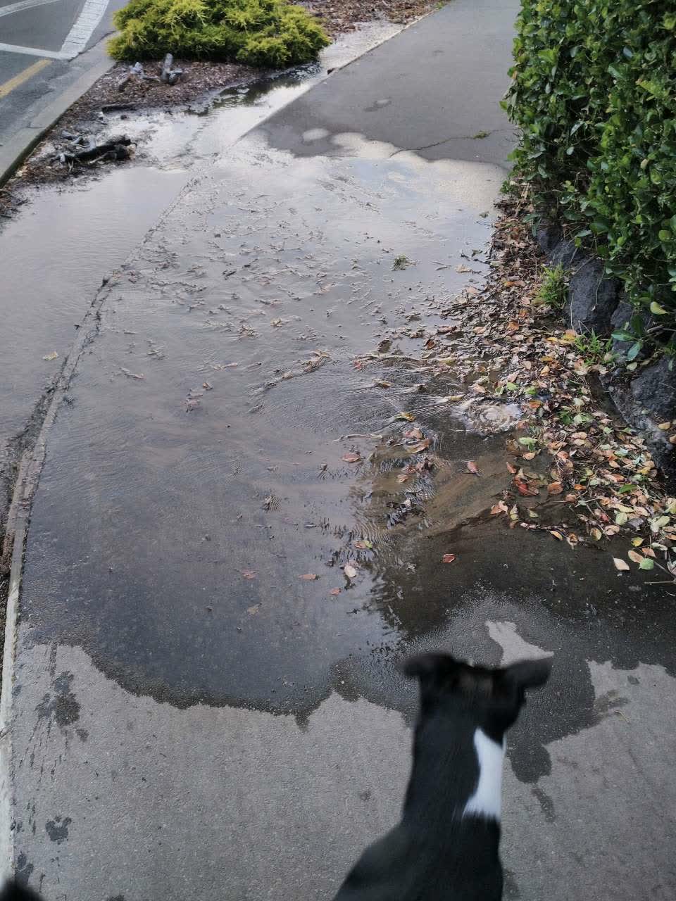 The photograph attached to this water supply report
