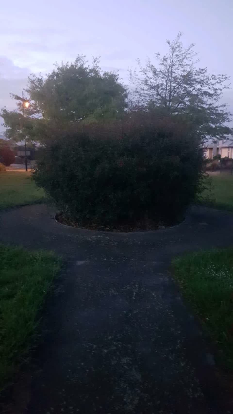 The photograph attached to this parks report