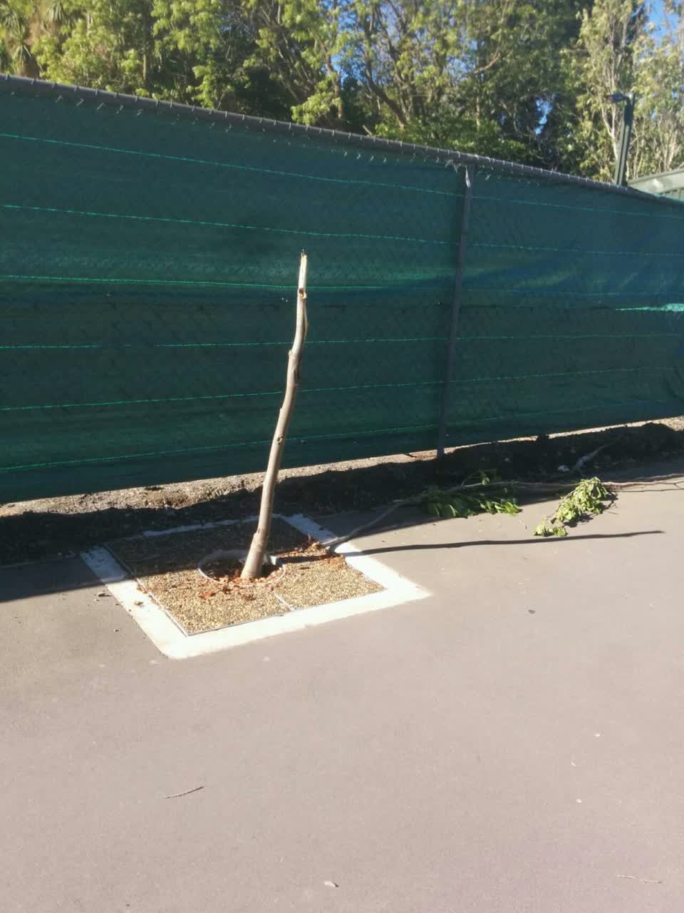 The photograph attached to this parks report