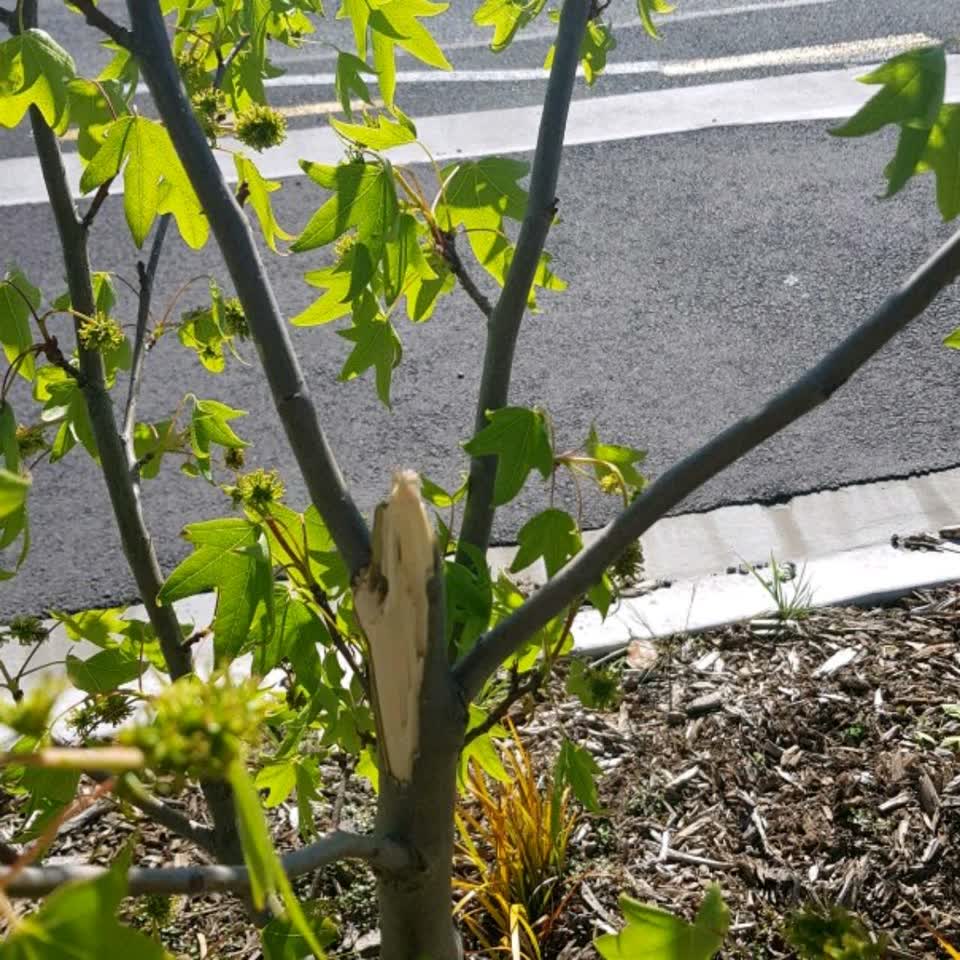 The photograph attached to this roading/streets report