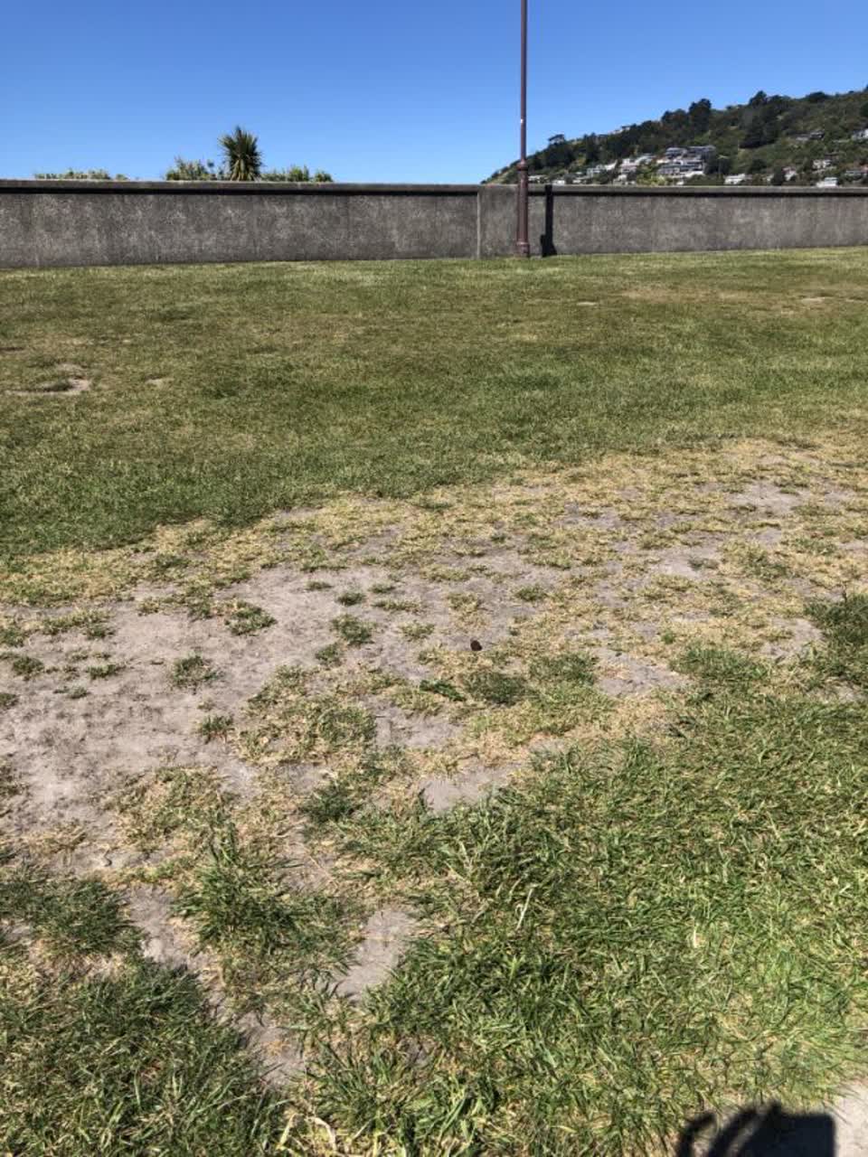 The photograph attached to this parks report