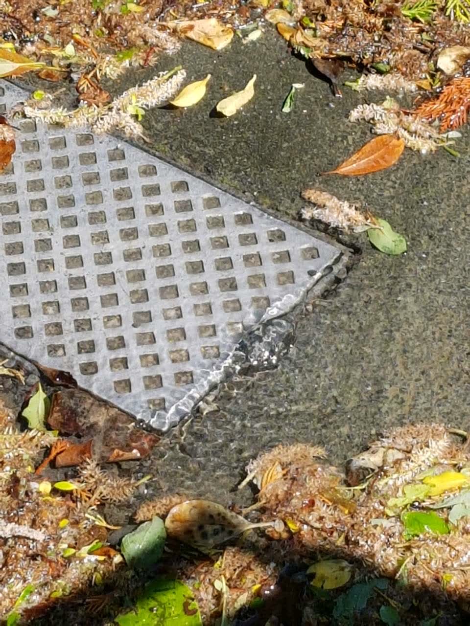 The photograph attached to this water supply report