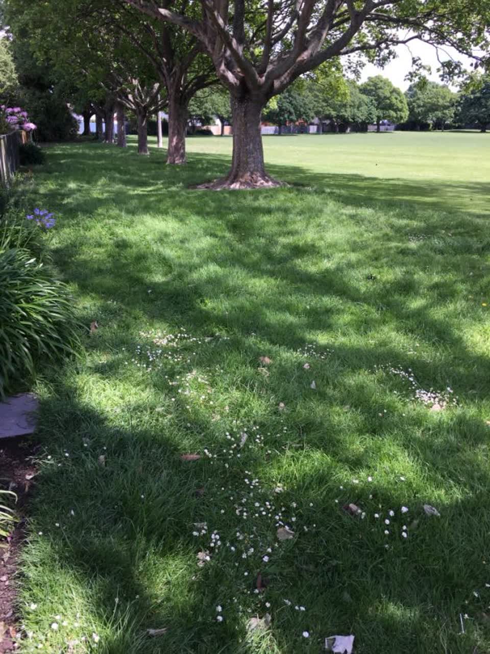 The photograph attached to this parks report