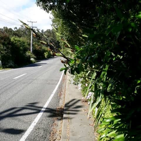 Roading/Streets, a report photo