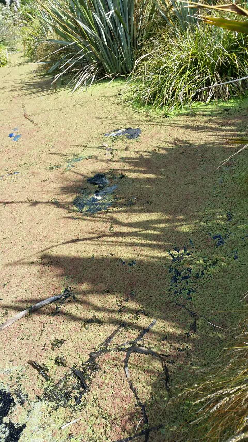 The photograph attached to this parks report