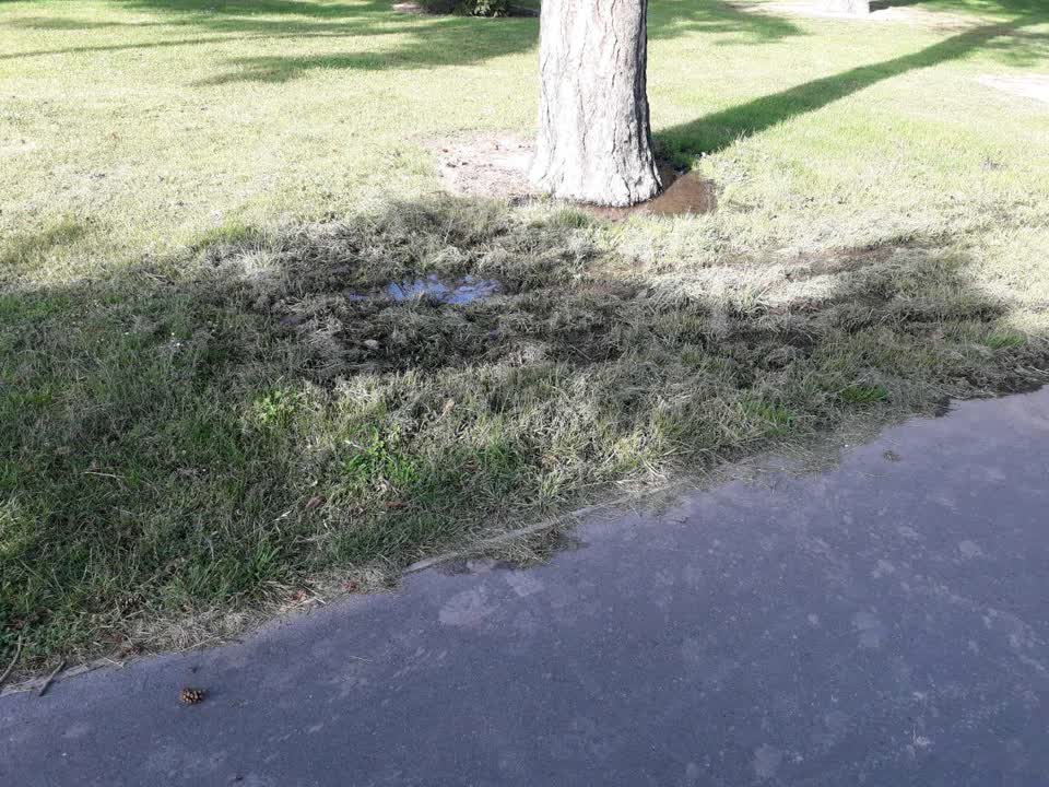 The photograph attached to this parks report