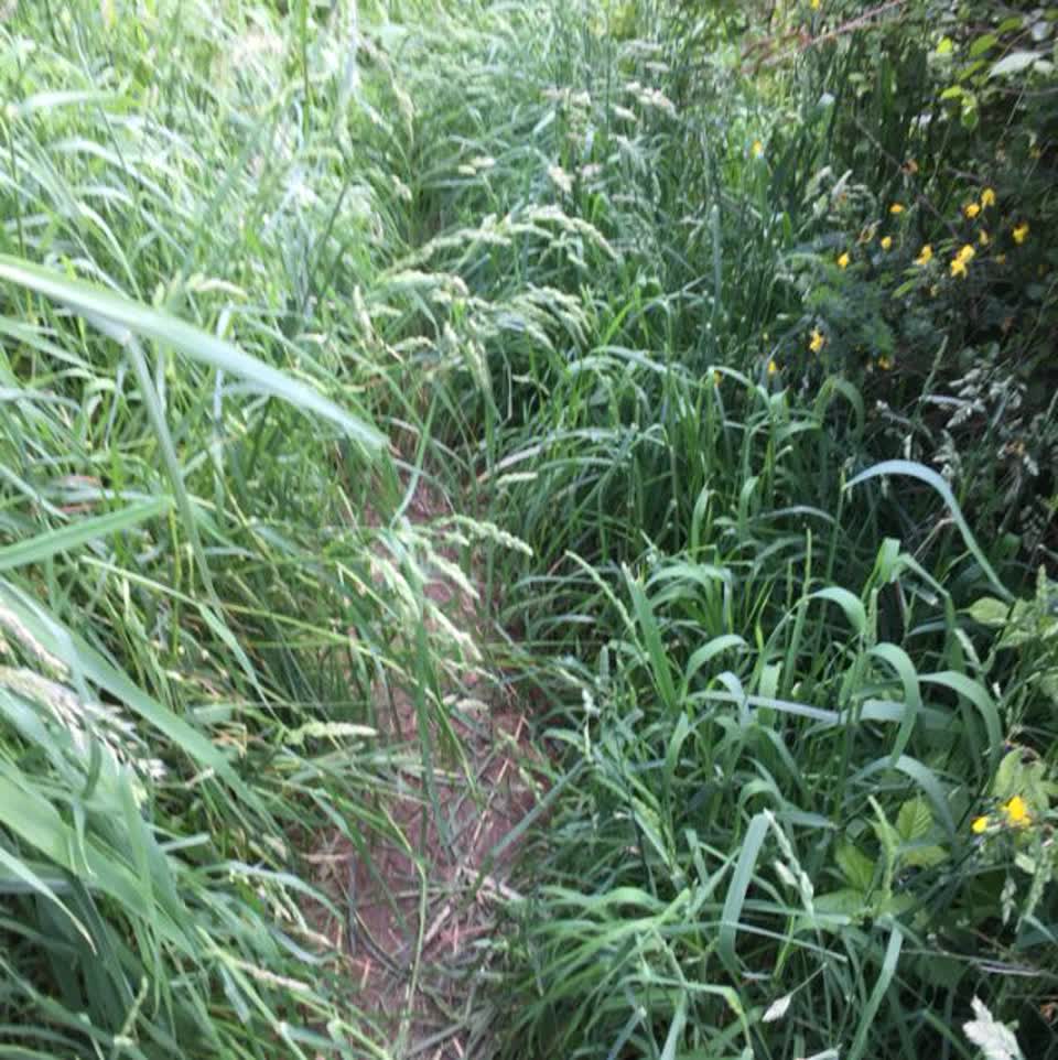 The photograph attached to this parks report
