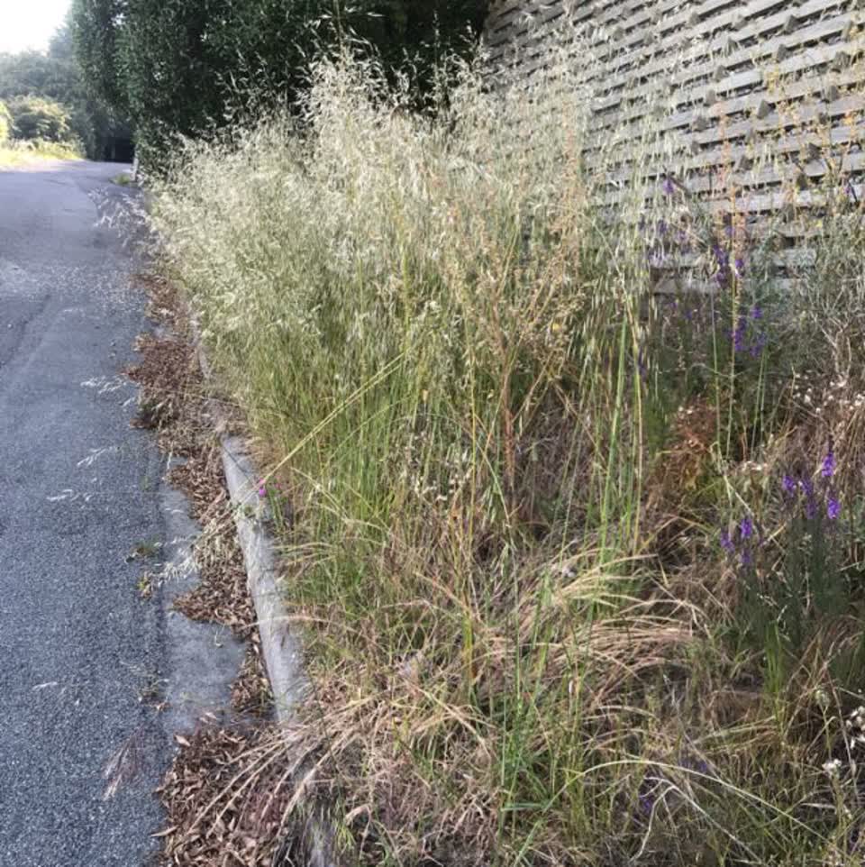 The photograph attached to this parks report