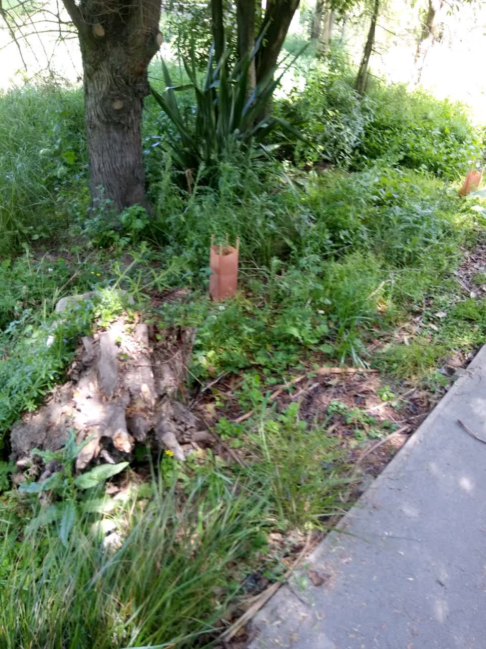 The photograph attached to this parks report