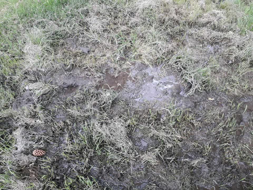 The photograph attached to this parks report