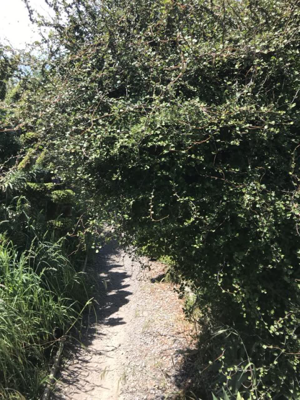 The photograph attached to this parks report