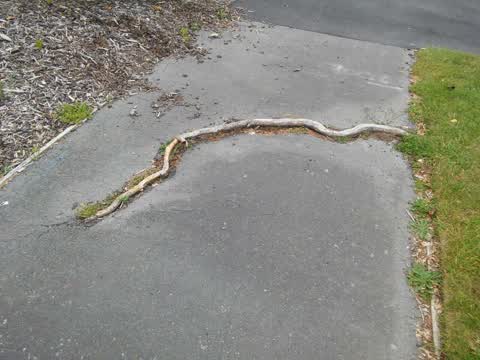 Roading/Streets, a report photo