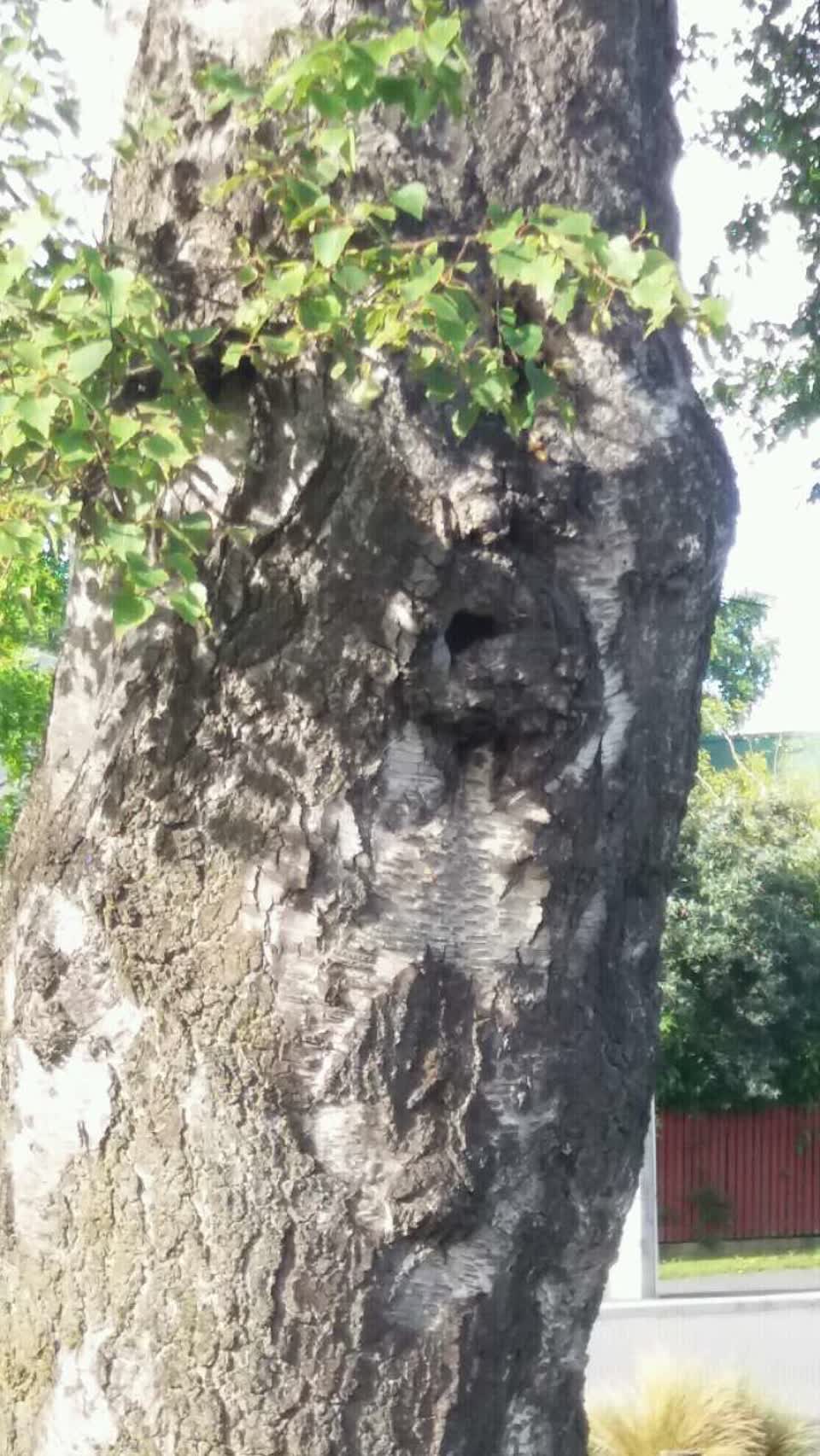 The photograph attached to this parks report