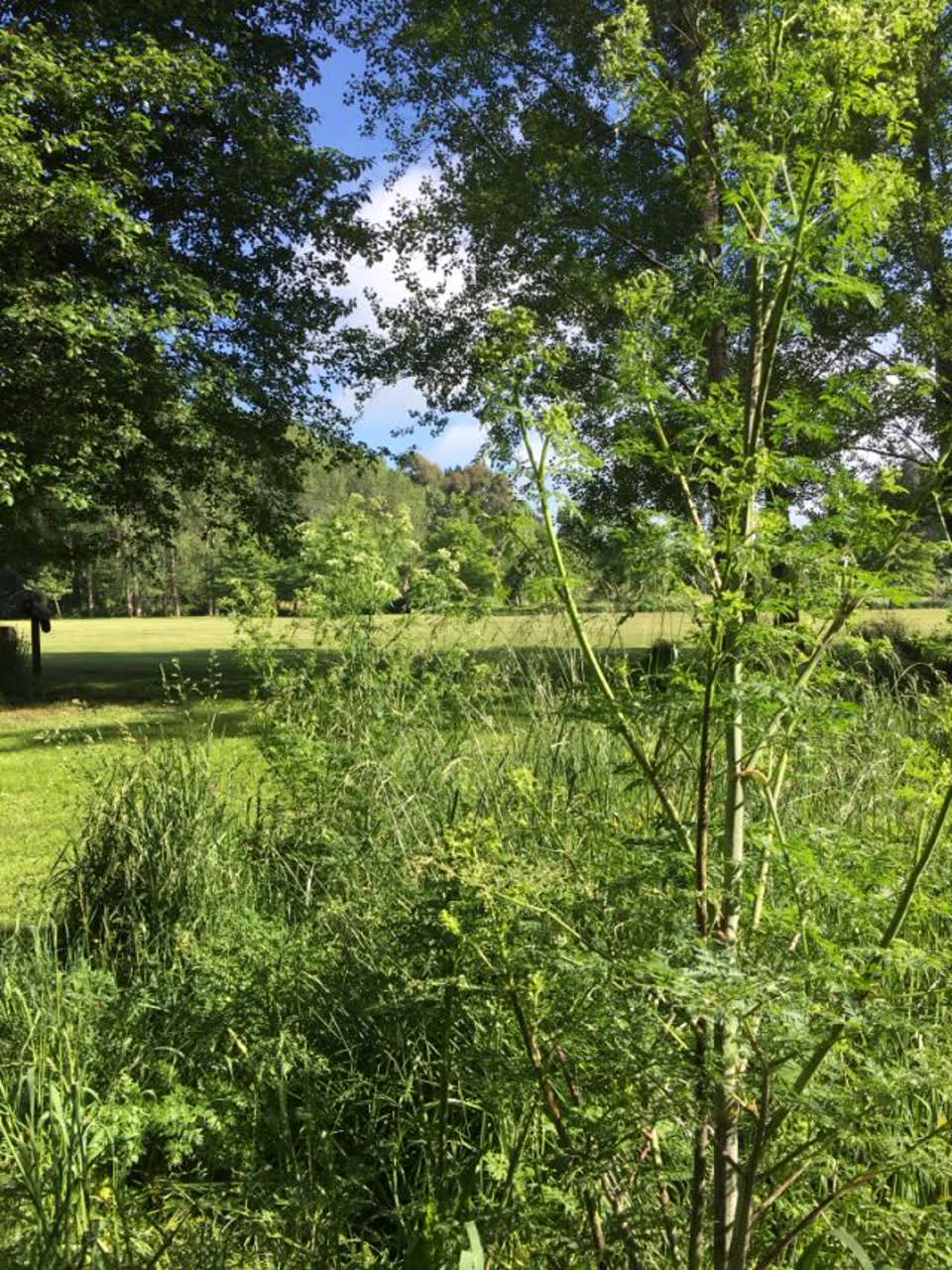 The photograph attached to this parks report