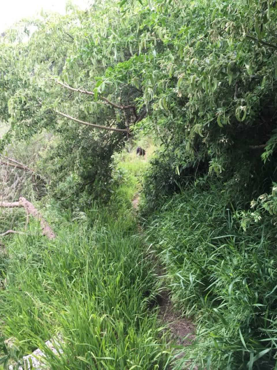 The photograph attached to this parks report