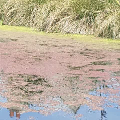 Parks, a report photo