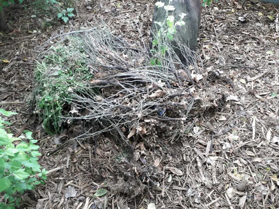 The photograph attached to this parks report