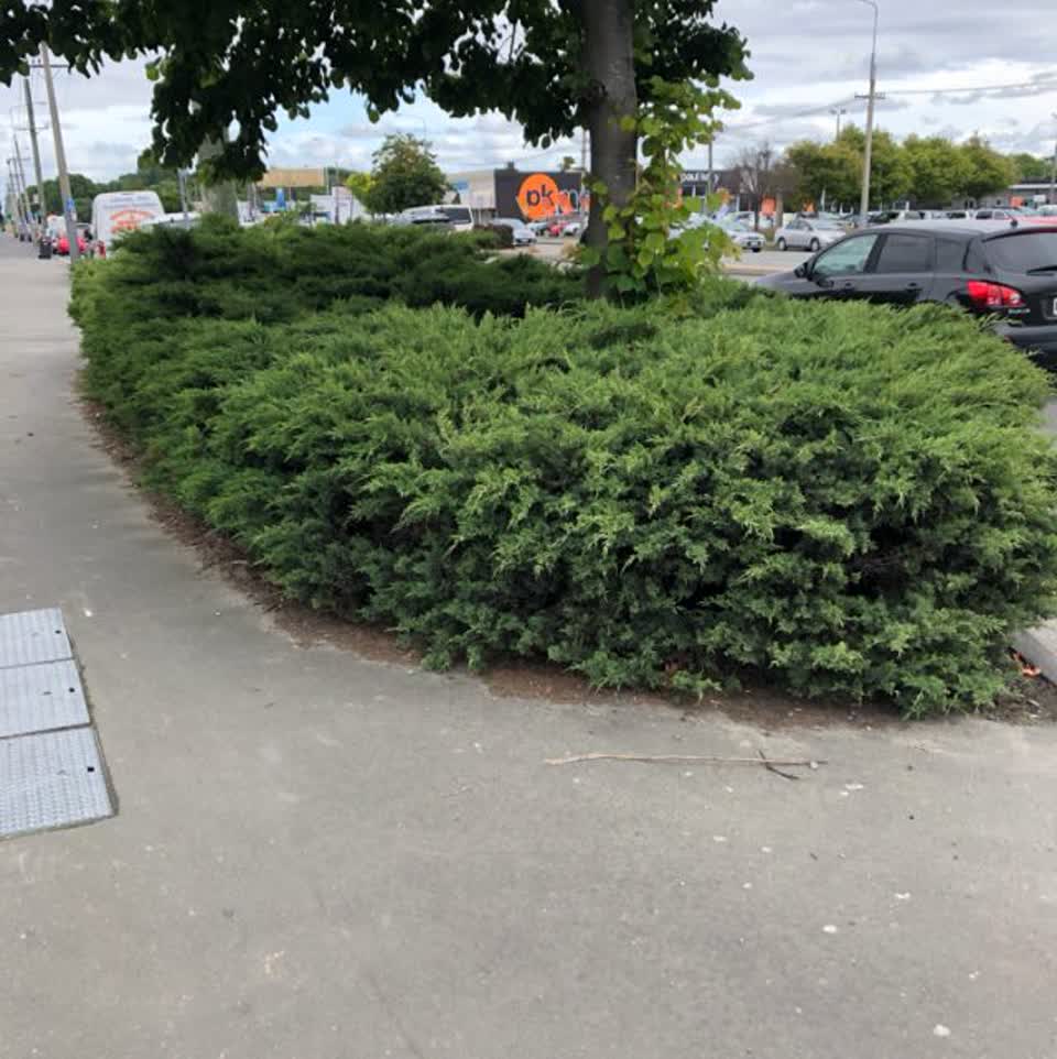 The photograph attached to this parks report