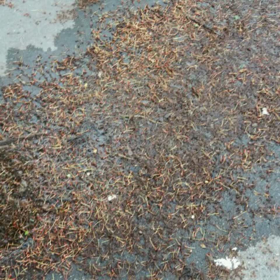 The photograph attached to this water supply report