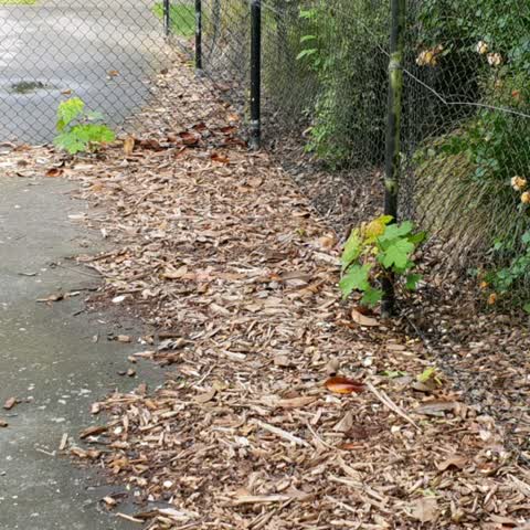 Parks, a report photo