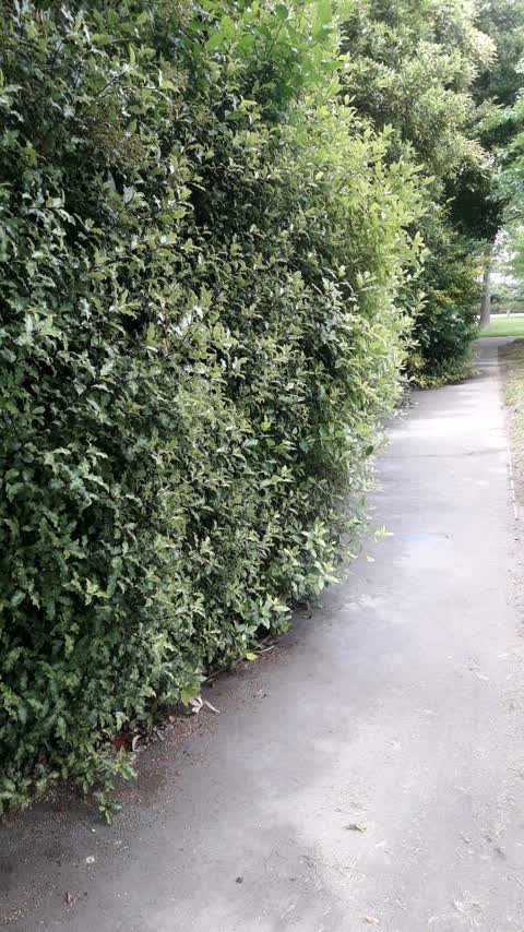 Parks, a report photo