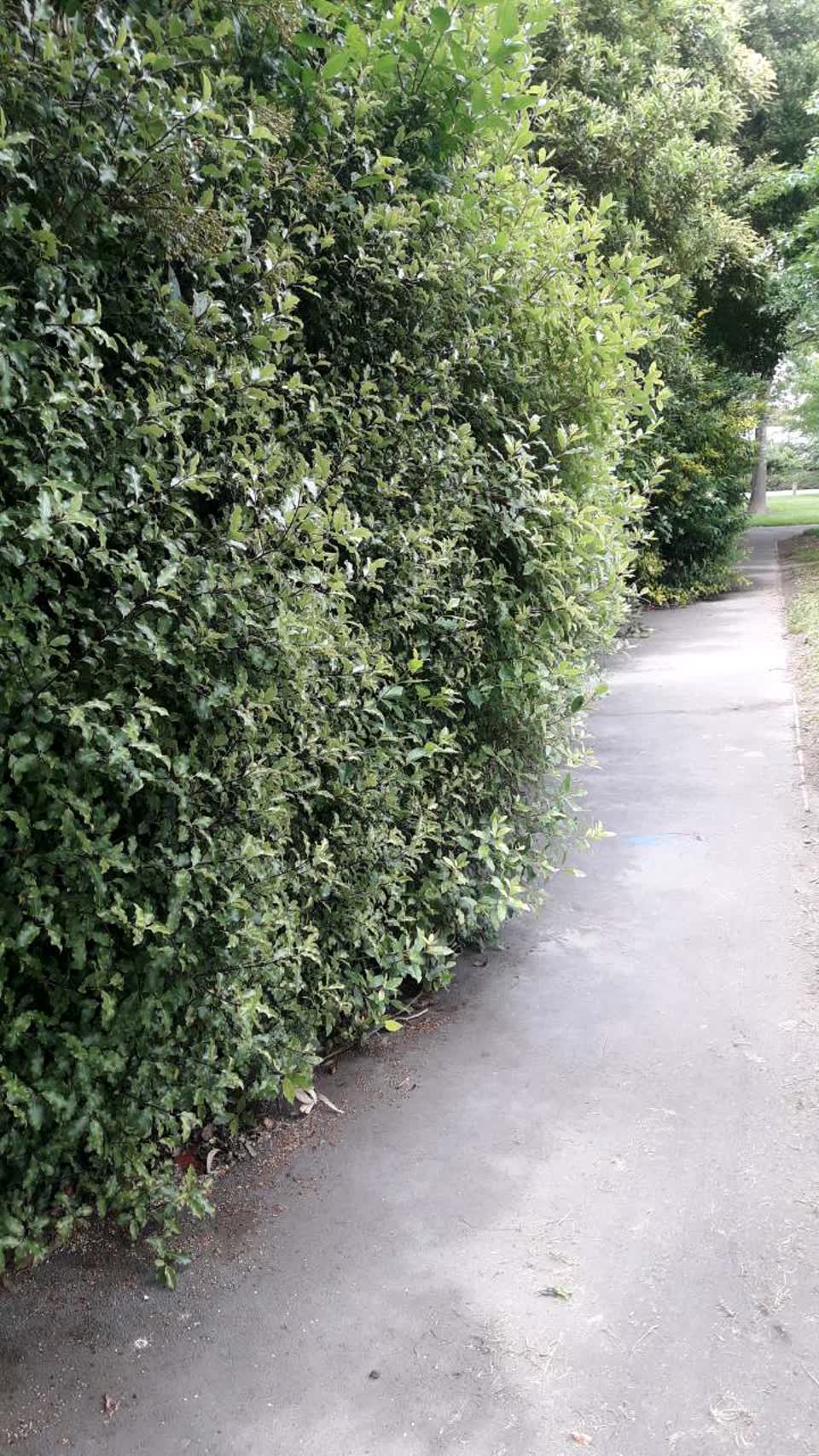The photograph attached to this parks report