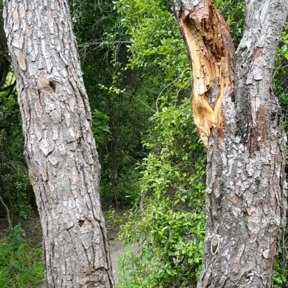 The photograph attached to this parks report