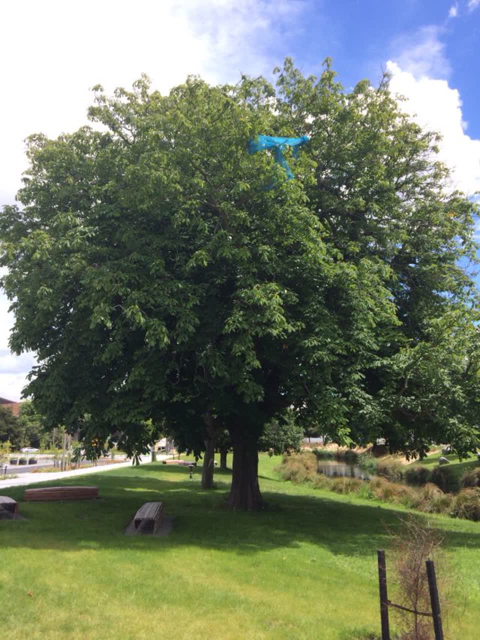 The photograph attached to this parks report
