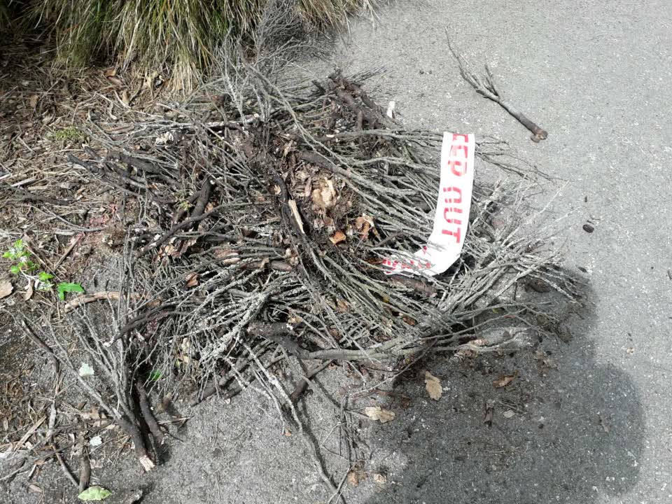 The photograph attached to this parks report