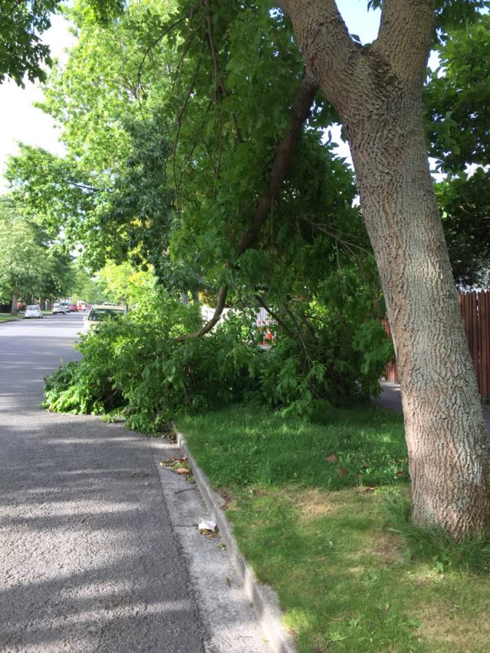 The photograph attached to this parks report