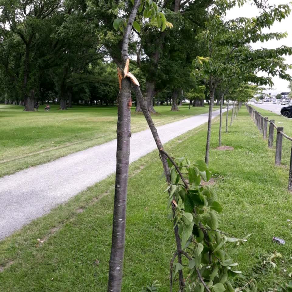 The photograph attached to this parks report