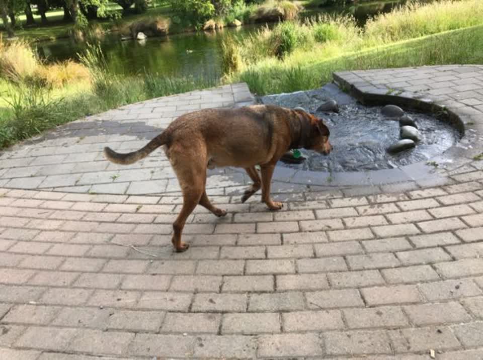 The photograph attached to this parks report
