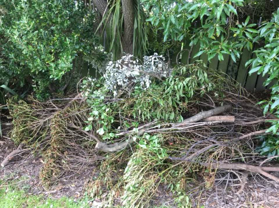 The photograph attached to this parks report