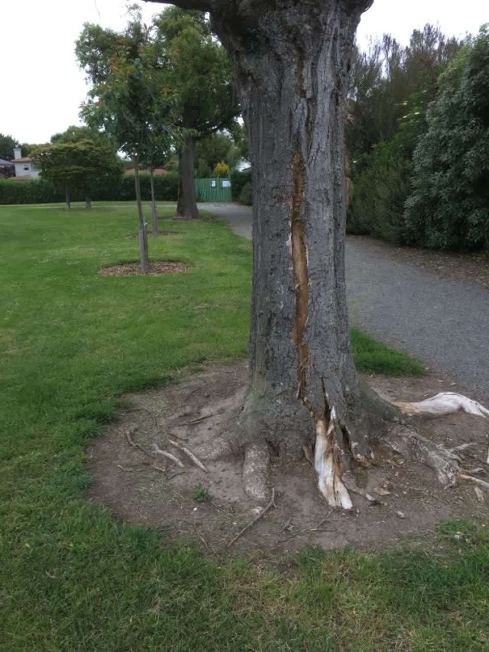 The photograph attached to this parks report