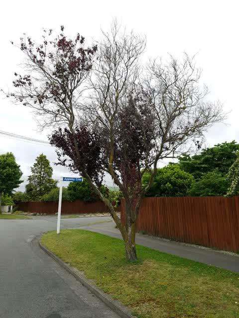 Parks, a report photo
