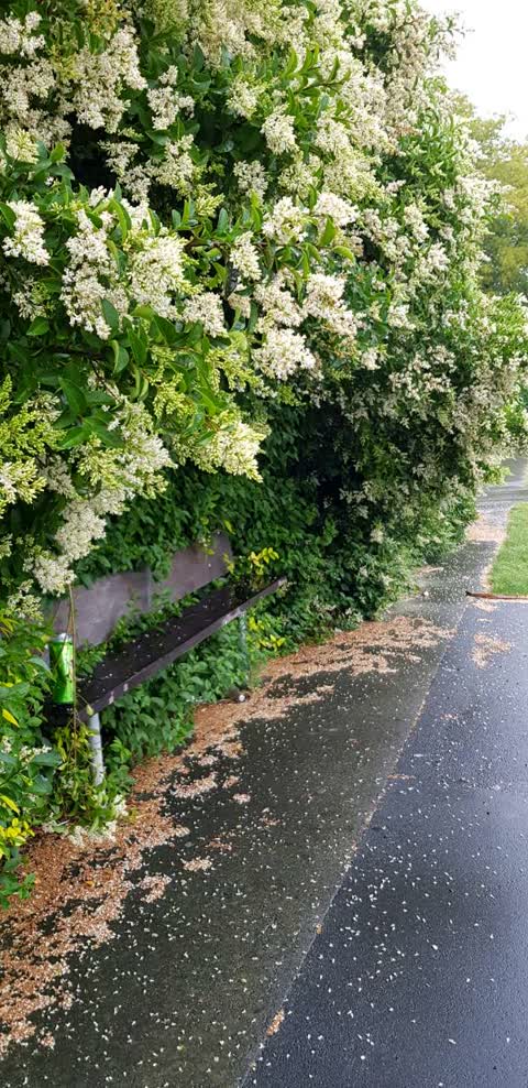 Roading/Streets, a report photo