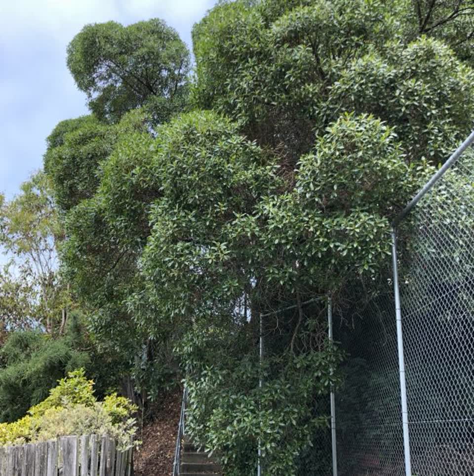 The photograph attached to this parks report