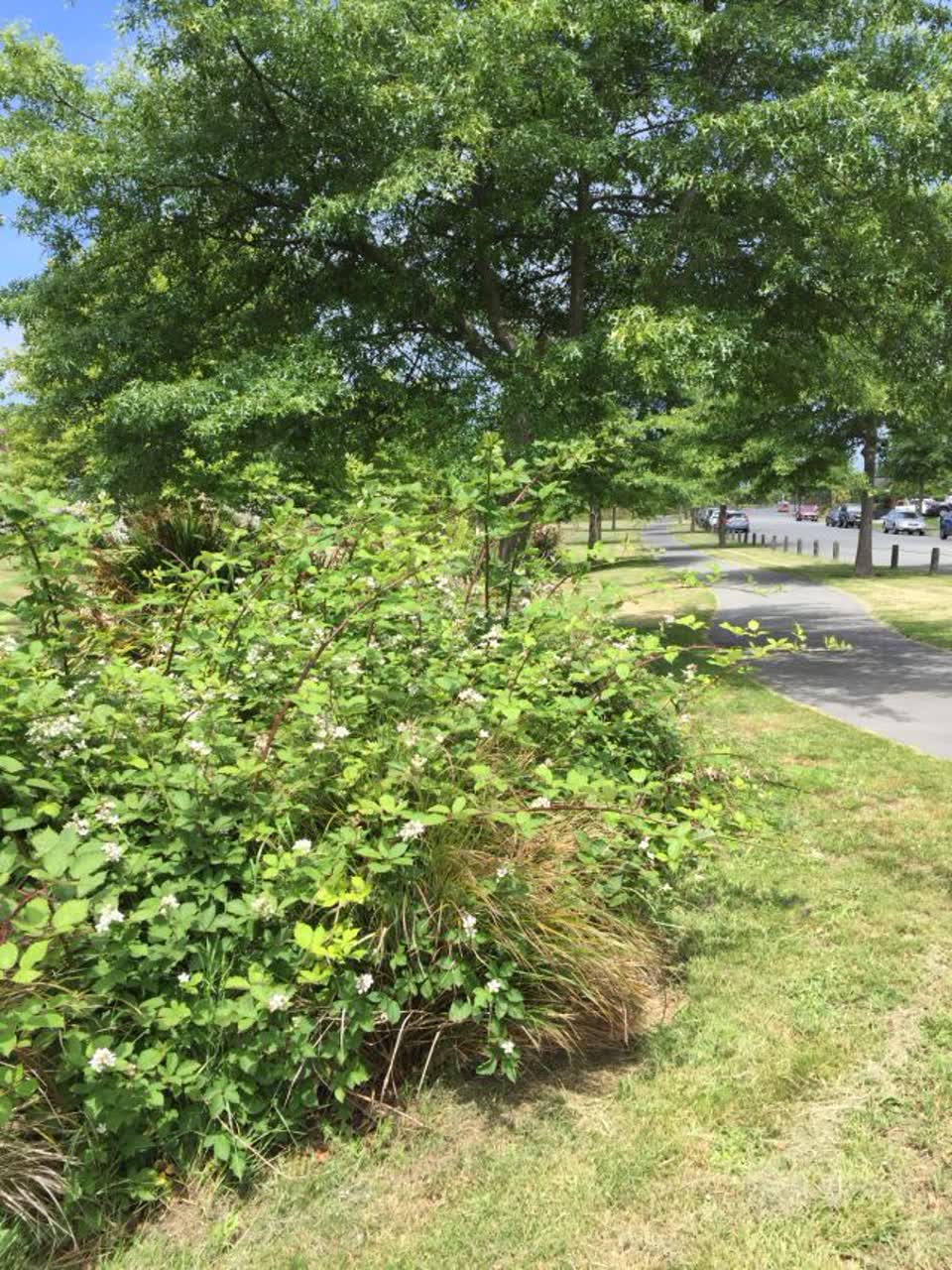 The photograph attached to this parks report