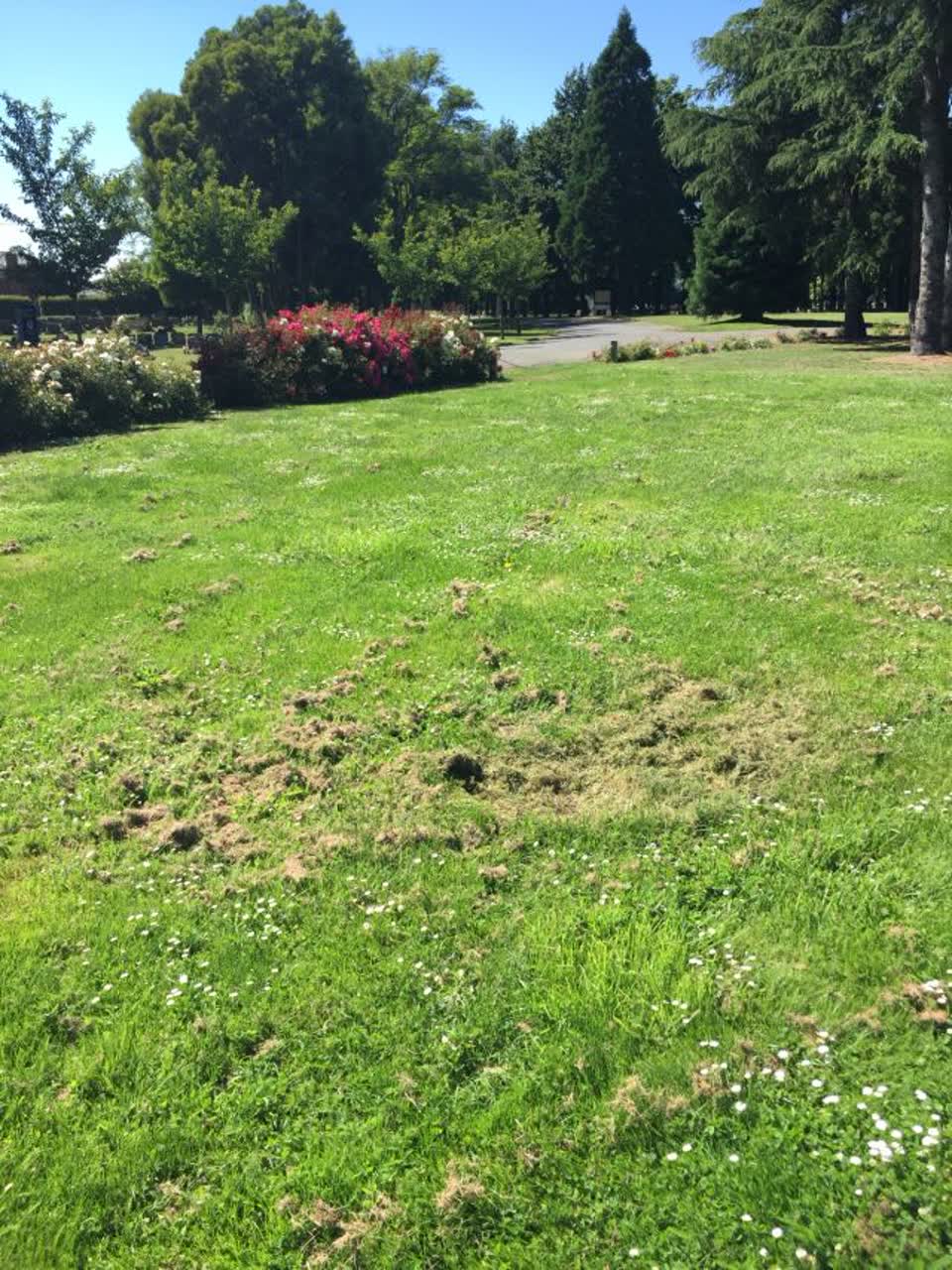 The photograph attached to this parks report