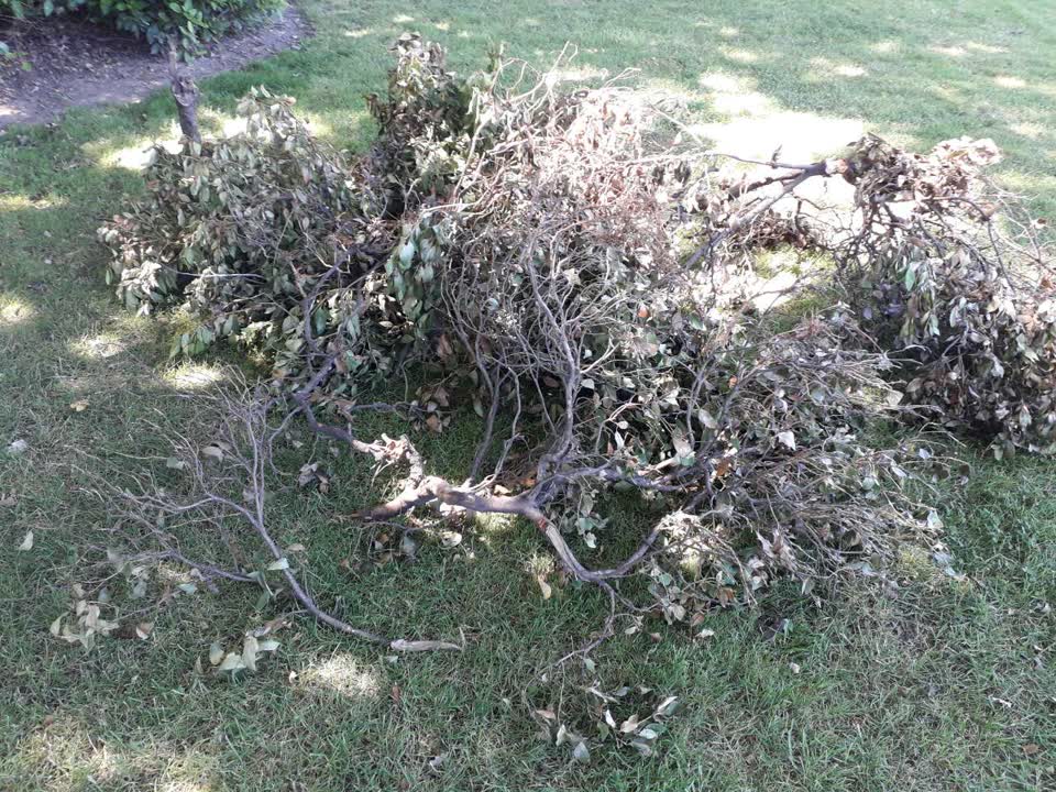 The photograph attached to this parks report