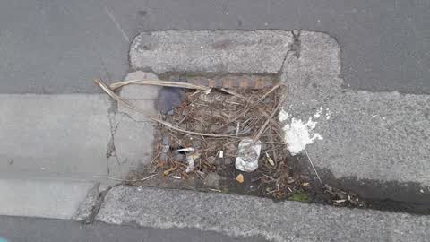 Wastewater/Stormwater — a report photo