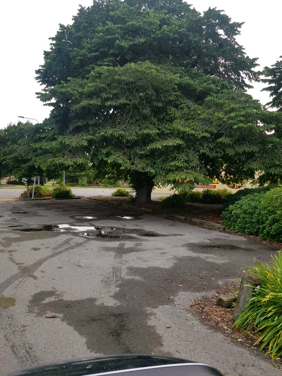 The photograph attached to this parks report