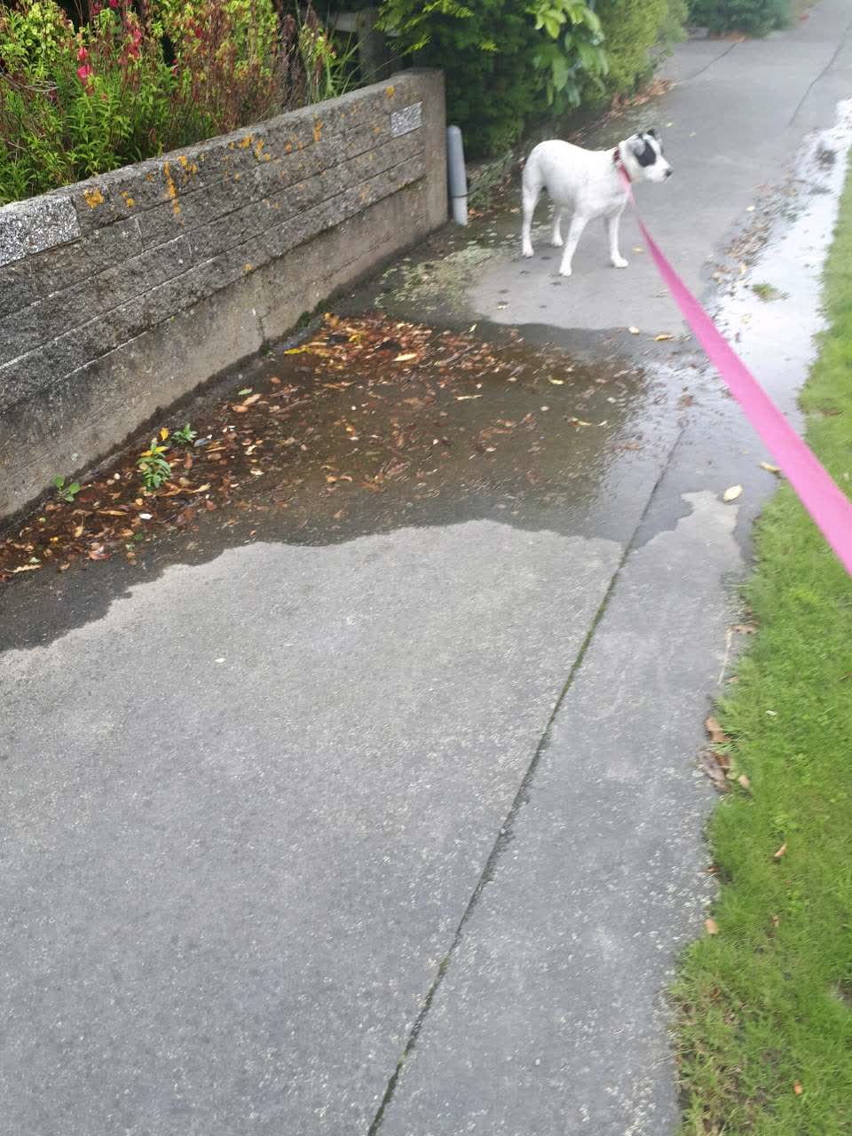 The photograph attached to this water supply report