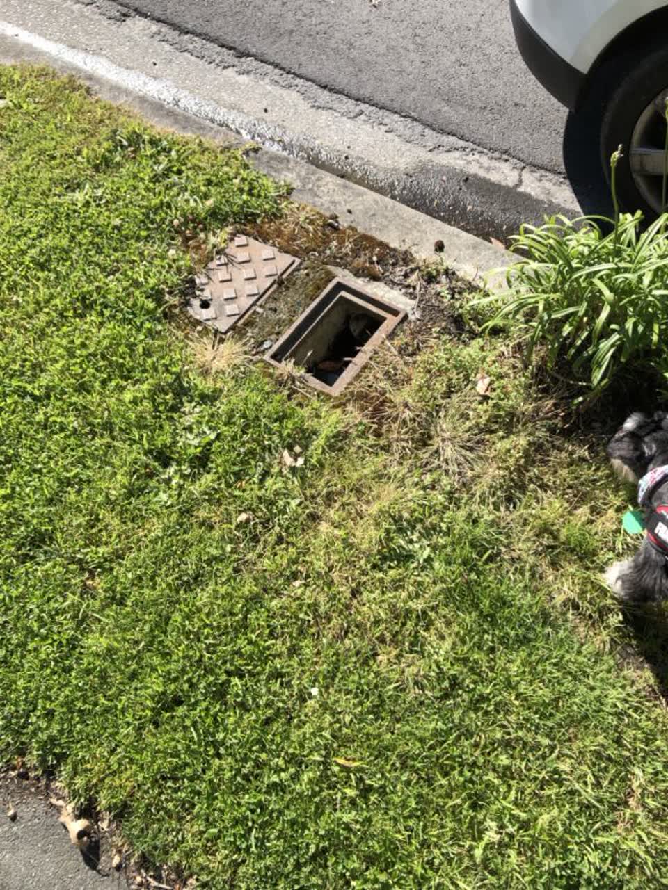 The photograph attached to this water supply report