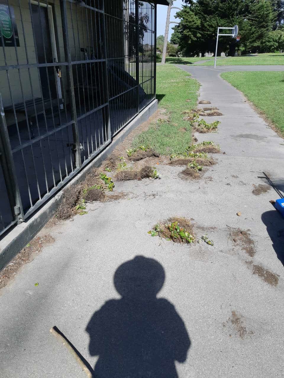 The photograph attached to this parks report