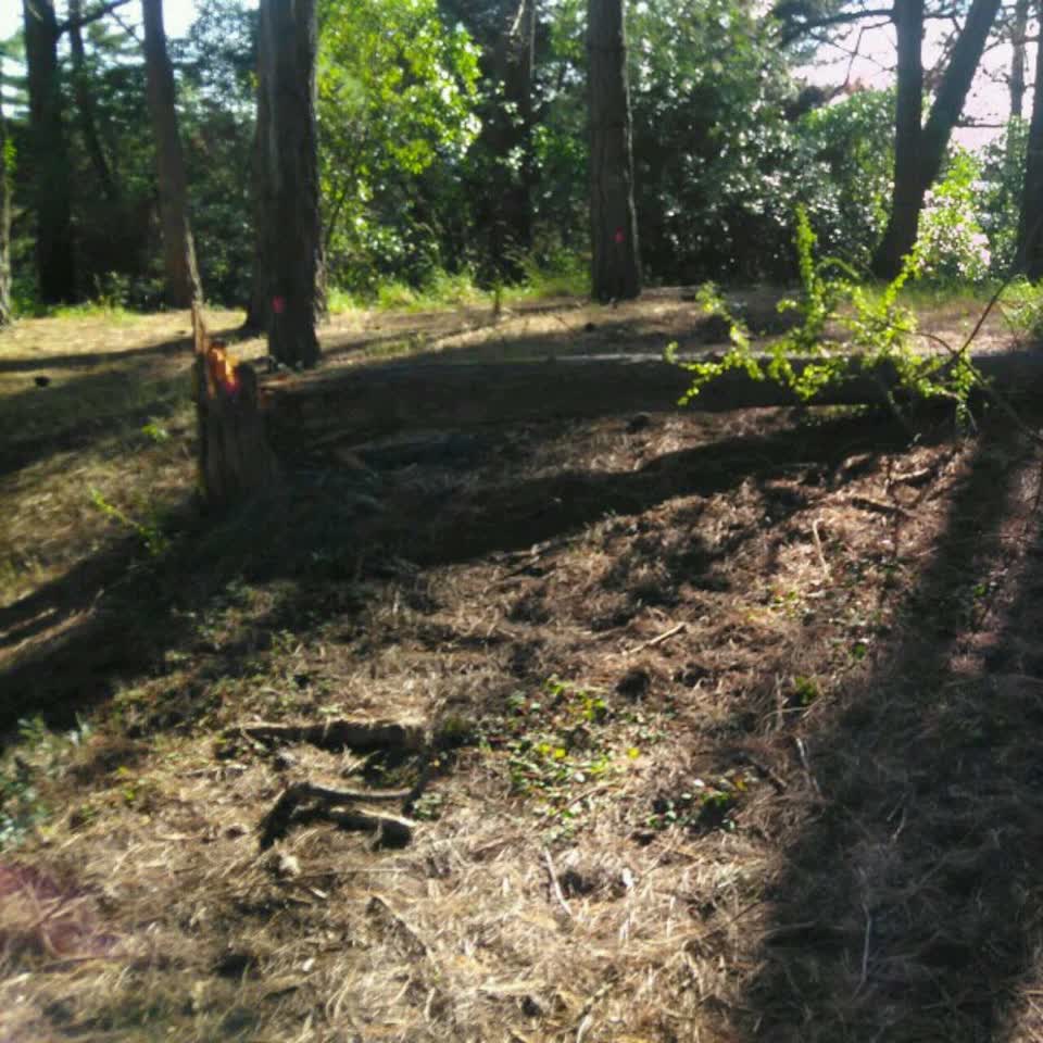 The photograph attached to this parks report
