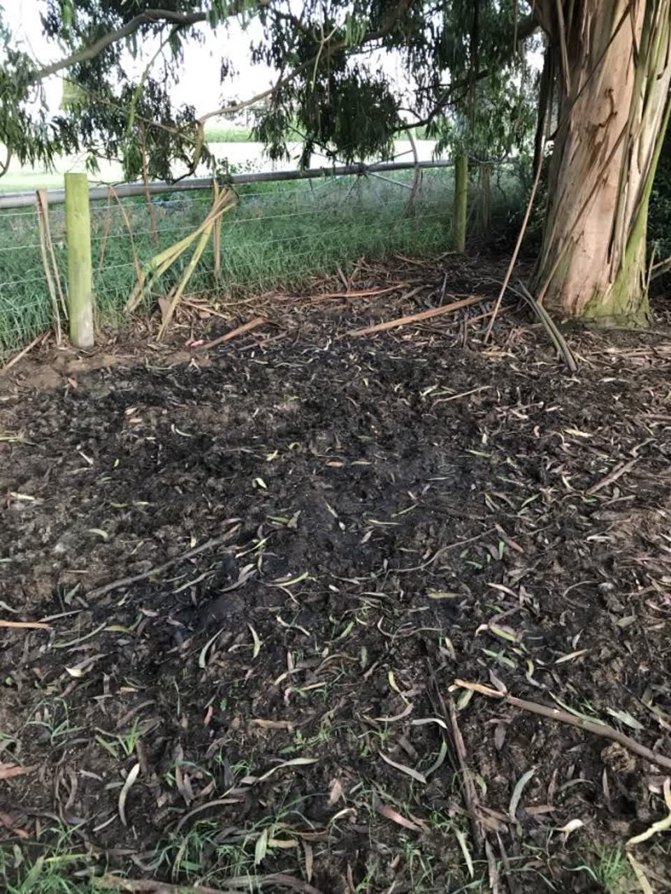 The photograph attached to this parks report
