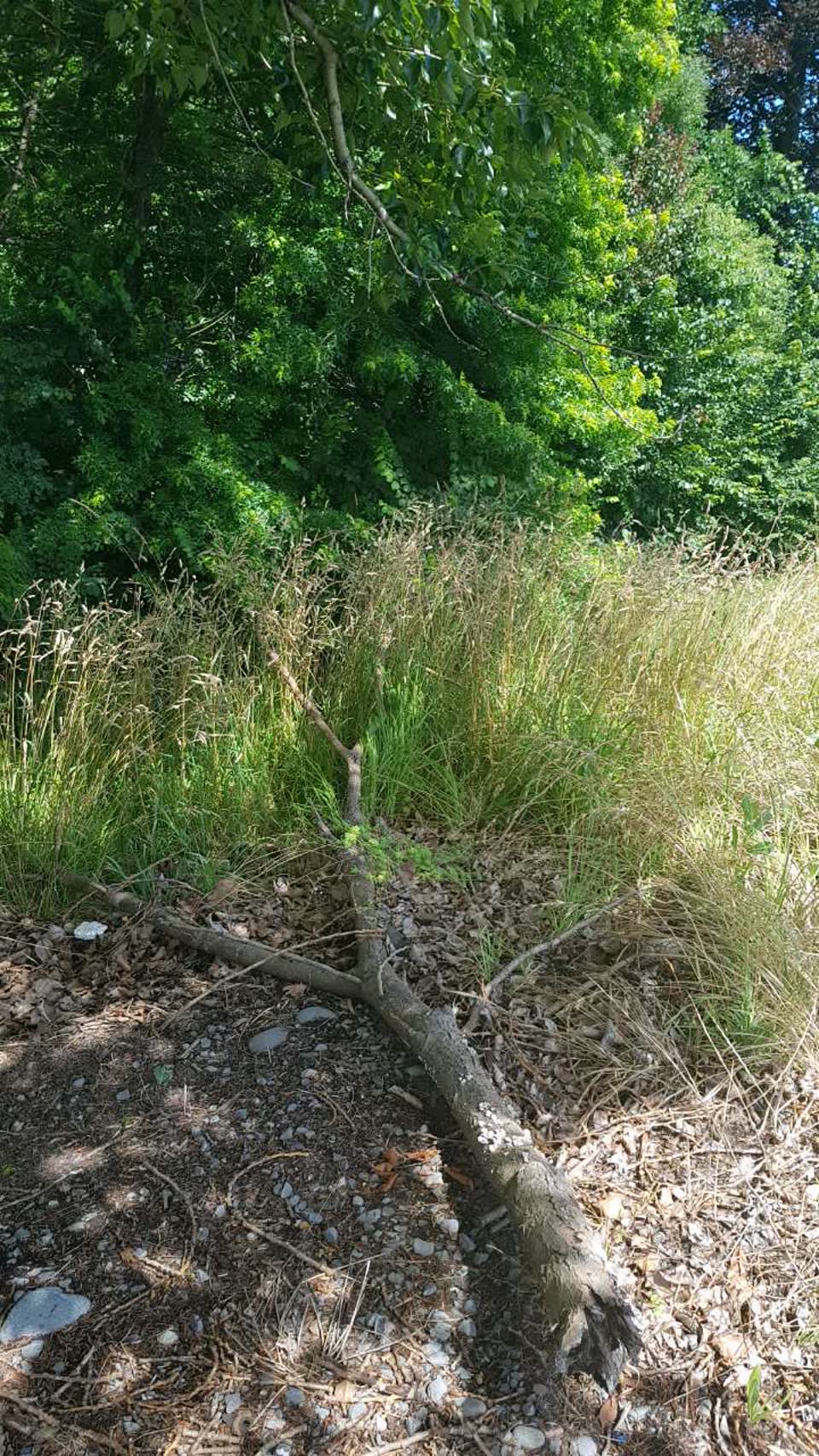 The photograph attached to this parks report