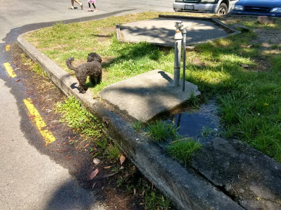 The photograph attached to this water supply report