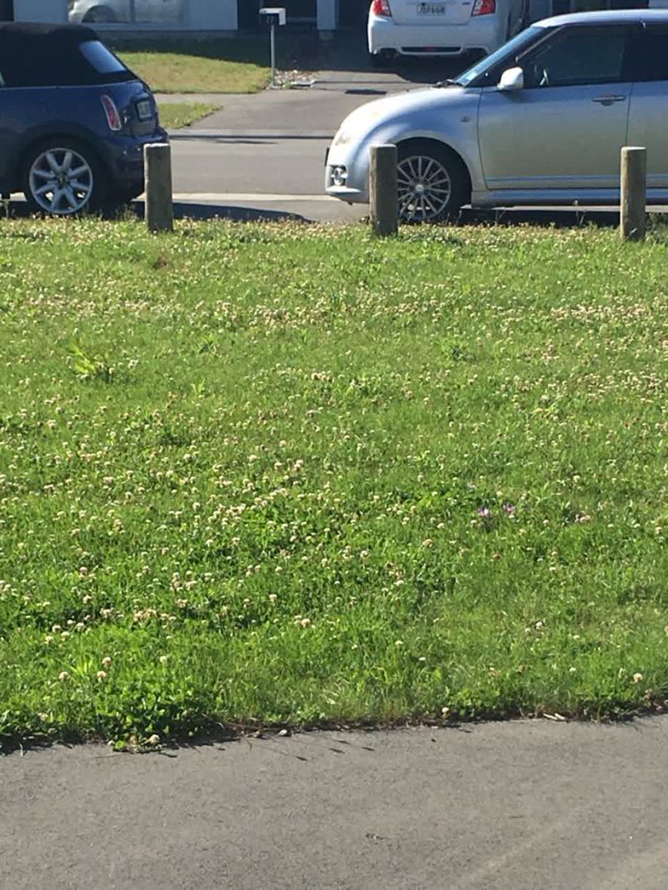 The photograph attached to this parks report